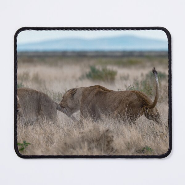 Item preview, Last Warning — A Mother Lioness Explodes, Etosha Namibia designed and sold by DavideAntoniani.