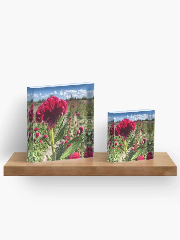 Thumbnail 3 of 5, Acrylic Block, Cockscomb designed and sold by RDLT.