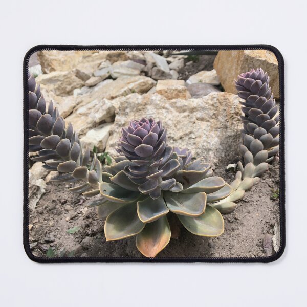 Item preview, Echeveria 2 arms designed and sold by RDLT.
