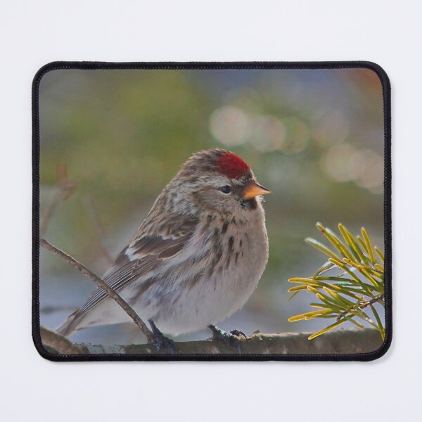 Item preview, A male redpoll bird designed and sold by Production Art Manon Meilleur.