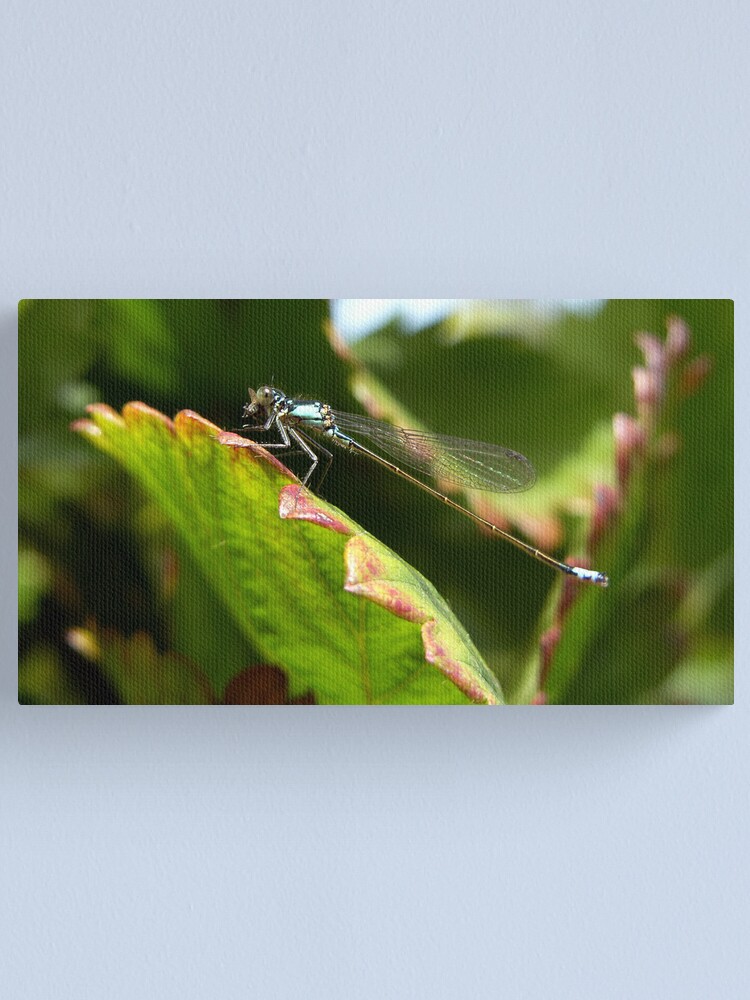 Thumbnail 2 of 3, Canvas Print, Lunch time designed and sold by damien28.