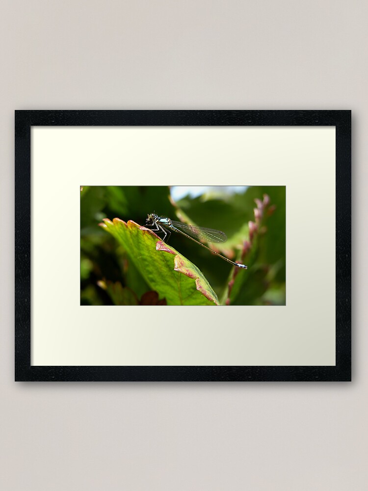 Thumbnail 2 of 7, Framed Art Print, Lunch time designed and sold by damien28.