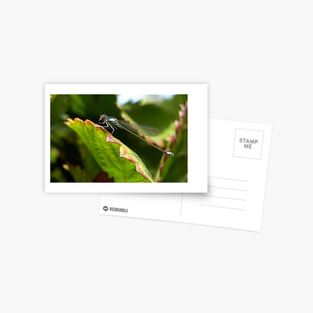 Item preview, Postcard designed and sold by damien28.