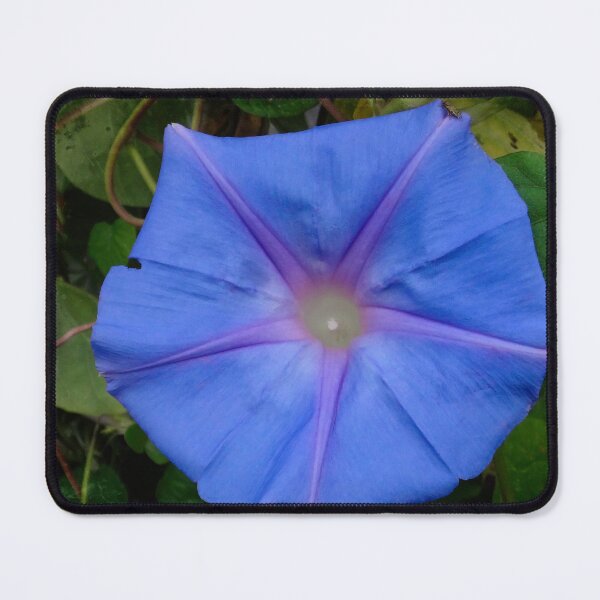 Item preview, Morning glory designed and sold by Maxiverse.