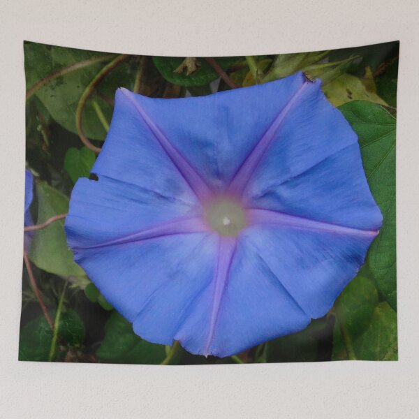Item preview, Morning glory designed and sold by Maxiverse.