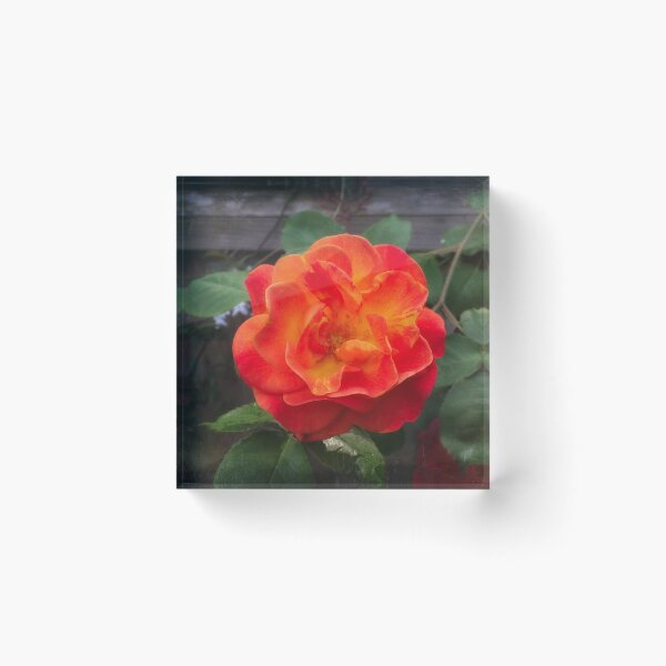 Item preview, Rose morning designed and sold by Maxiverse.