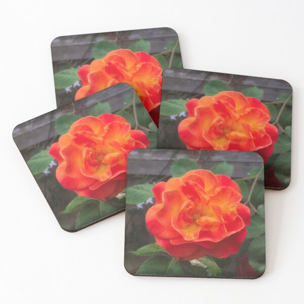 Item preview, Rose morning designed and sold by Maxiverse.