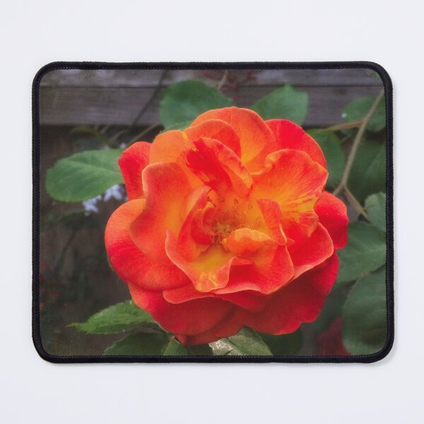 Item preview, Rose morning designed and sold by Maxiverse.