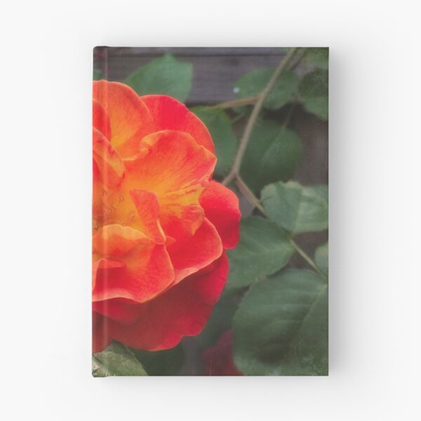 Item preview, Rose morning designed and sold by Maxiverse.