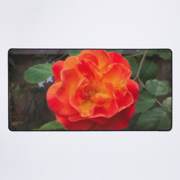 Item preview, Rose morning designed and sold by Maxiverse.