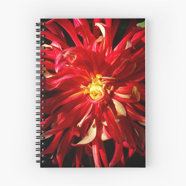 Item preview, Dahlia bang designed and sold by Maxiverse.