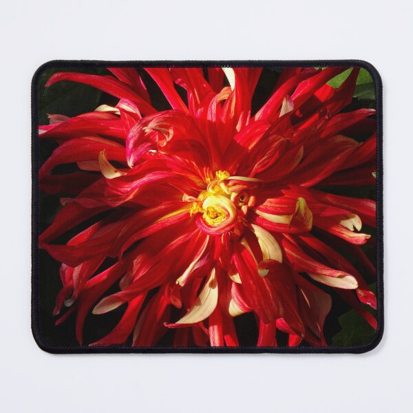 Item preview, Dahlia bang designed and sold by Maxiverse.