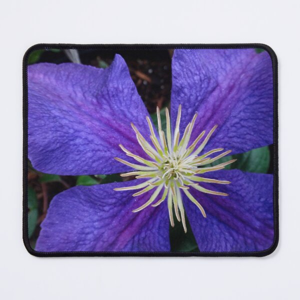 Item preview, Indigo Clematis designed and sold by Maxiverse.