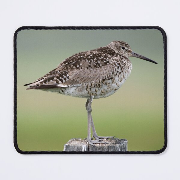 Item preview, Willet designed and sold by Jeffrey Ralph.