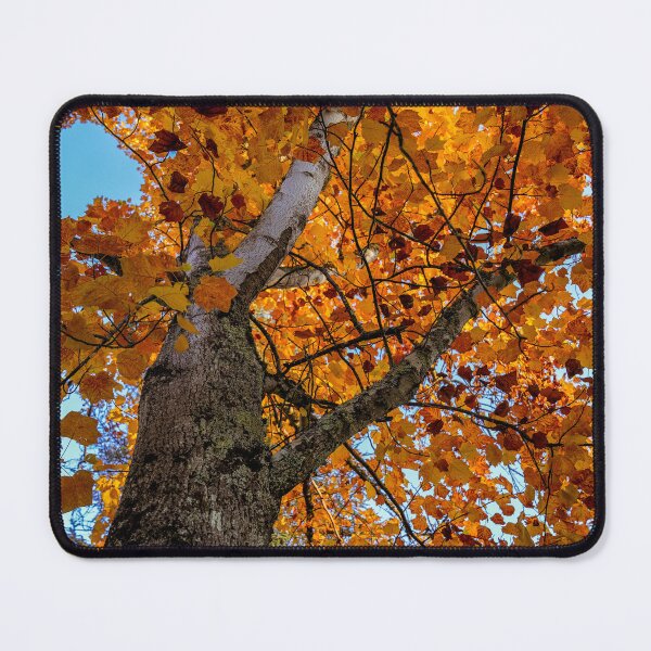 Item preview, autumnal trees designed and sold by flo-pictures.