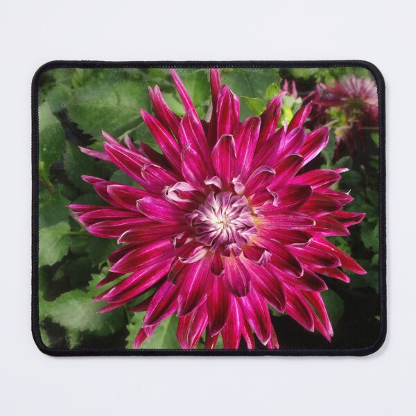 Item preview, Fuscia Dahlia designed and sold by Maxiverse.