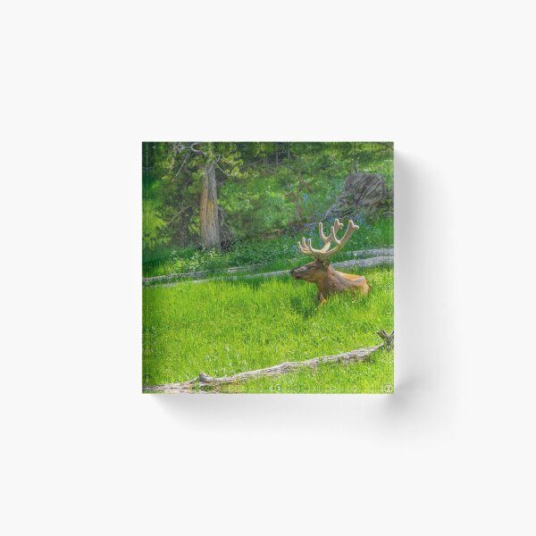 Item preview, Yellowstone Elk designed and sold by Imbeccable Images.