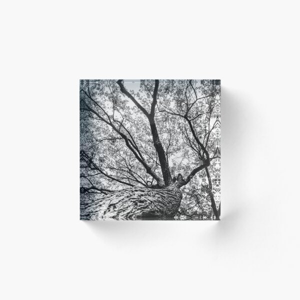 Item preview, Base de un árbol designed and sold by Imbeccable Images.