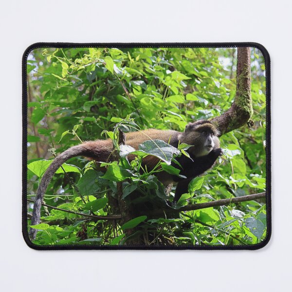 Item preview, Golden Monkey designed and sold by Proud & Pretty Wildlife Photography.