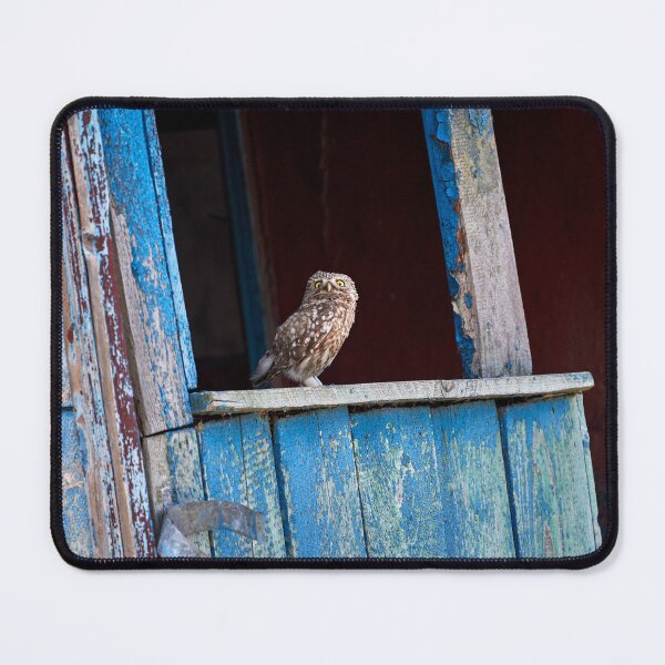 Item preview, Little Owl (Athene noctua) designed and sold by Andreas Koerner.