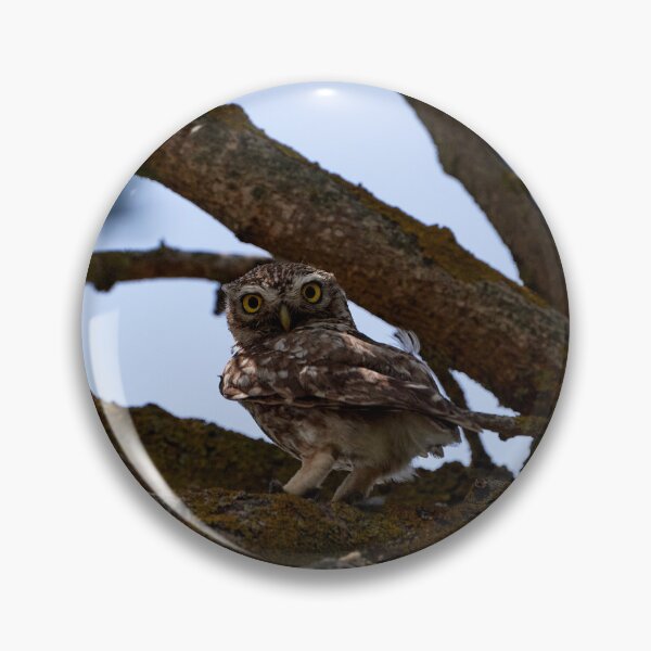 Item preview, Little Owl (Athene noctua) designed and sold by Andreas Koerner.