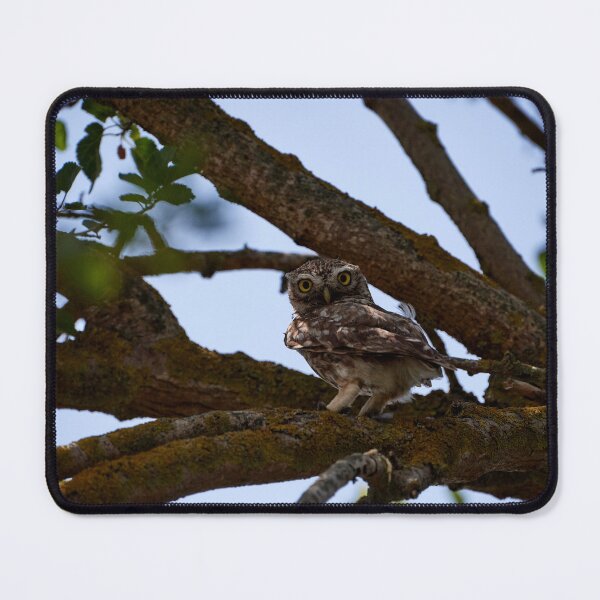 Item preview, Little Owl (Athene noctua) designed and sold by Andreas Koerner.