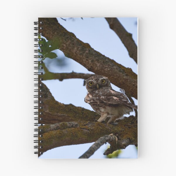 Item preview, Little Owl (Athene noctua) designed and sold by Andreas Koerner.