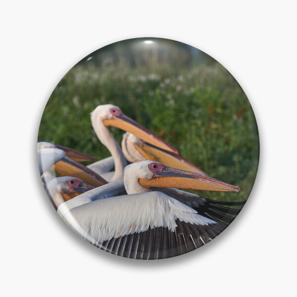 Item preview, Pink Pelican (Pelecanus onocrotalus) designed and sold by Andreas Koerner.