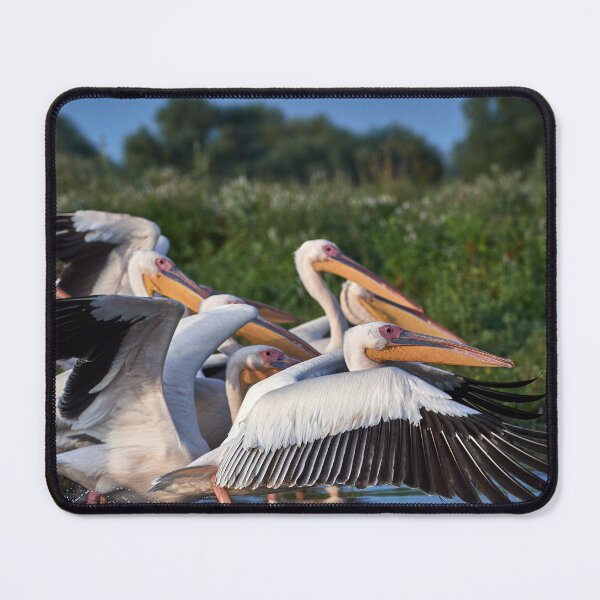 Item preview, Pink Pelican (Pelecanus onocrotalus) designed and sold by Andreas Koerner.
