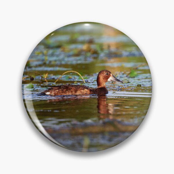 Item preview, Ferruginous Duck (Aythanyroca) designed and sold by Andreas Koerner.