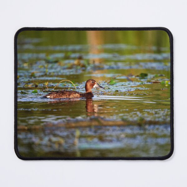 Item preview, Ferruginous Duck (Aythanyroca) designed and sold by Andreas Koerner.