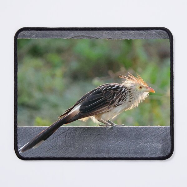Item preview, Guira cuckoo on fence designed and sold by Proud & Pretty Wildlife Photography.