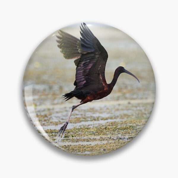 Item preview, Brown Ibis (Plegadis falcinellus) designed and sold by Andreas Koerner.