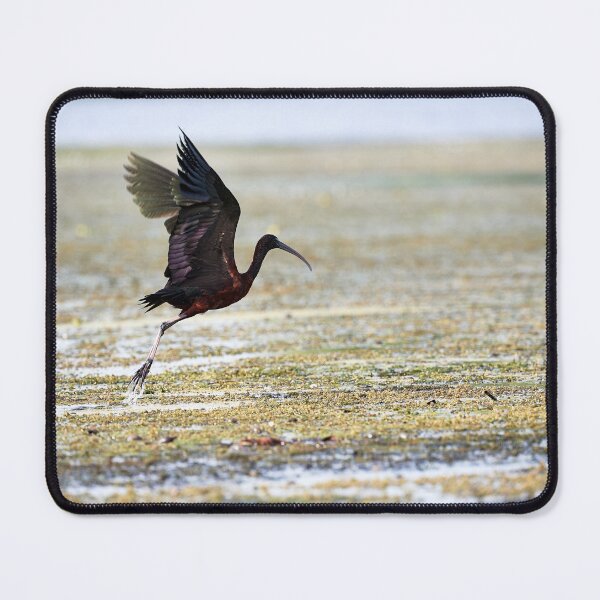 Item preview, Brown Ibis (Plegadis falcinellus) designed and sold by Andreas Koerner.