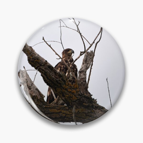 Item preview, White-tailed Eagle (Haliaeetus albicilla) designed and sold by Andreas Koerner.