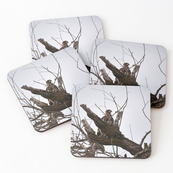 Item preview, White-tailed Eagle (Haliaeetus albicilla) designed and sold by Andreas Koerner.