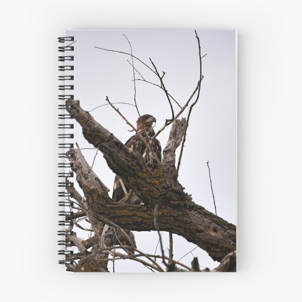 Item preview, White-tailed Eagle (Haliaeetus albicilla) designed and sold by Andreas Koerner.