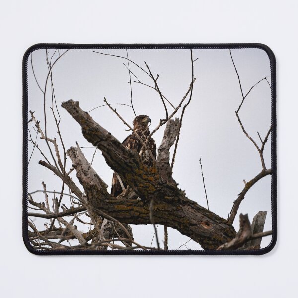 Item preview, White-tailed Eagle (Haliaeetus albicilla) designed and sold by Andreas Koerner.