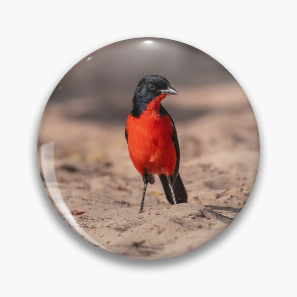 Item preview, Scarlet Flash on the Sand — Crimson-breasted Shrike, Kalahari designed and sold by DavideAntoniani.