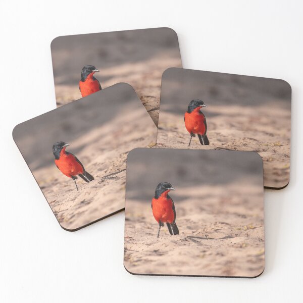 Item preview, Scarlet Flash on the Sand — Crimson-breasted Shrike, Kalahari designed and sold by DavideAntoniani.