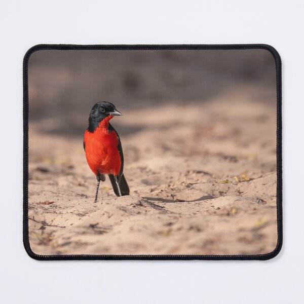 Item preview, Scarlet Flash on the Sand — Crimson-breasted Shrike, Kalahari designed and sold by DavideAntoniani.