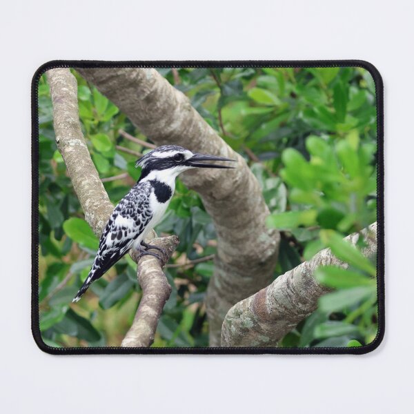 Item preview, Pied Kingfisher designed and sold by Proud & Pretty Wildlife Photography.
