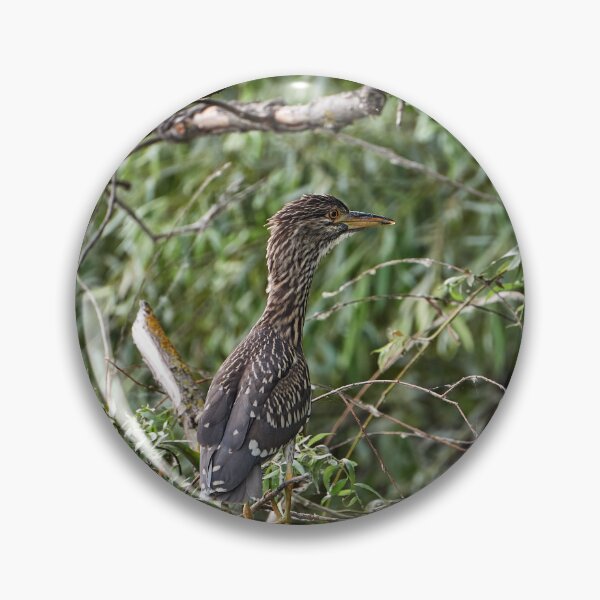 Item preview, Night heron (Nycticorax nycticorax) - young bird designed and sold by Andreas Koerner.