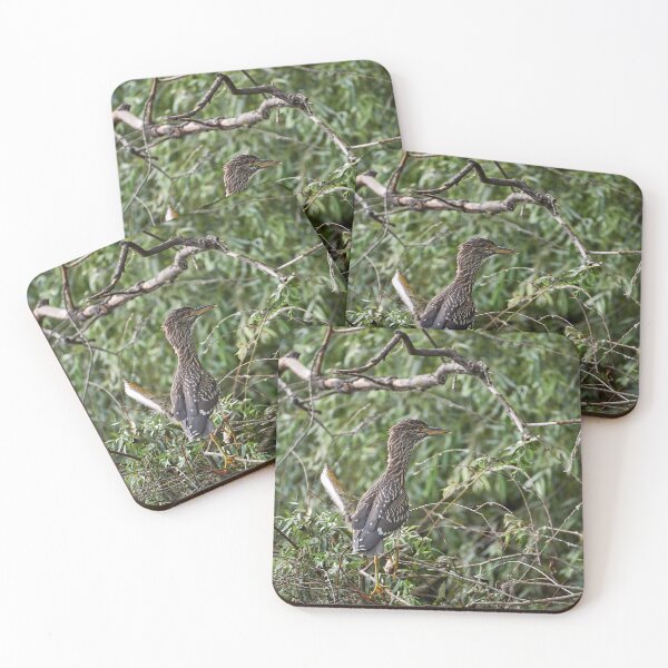 Item preview, Night heron (Nycticorax nycticorax) - young bird designed and sold by Andreas Koerner.