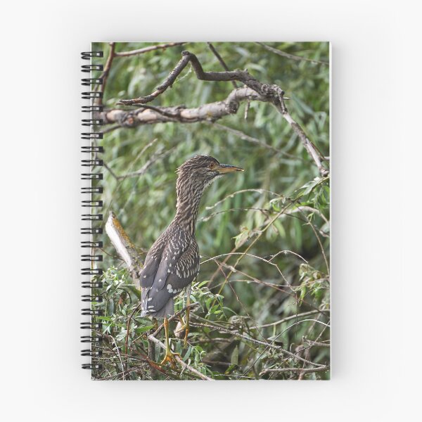 Item preview, Night heron (Nycticorax nycticorax) - young bird designed and sold by Andreas Koerner.