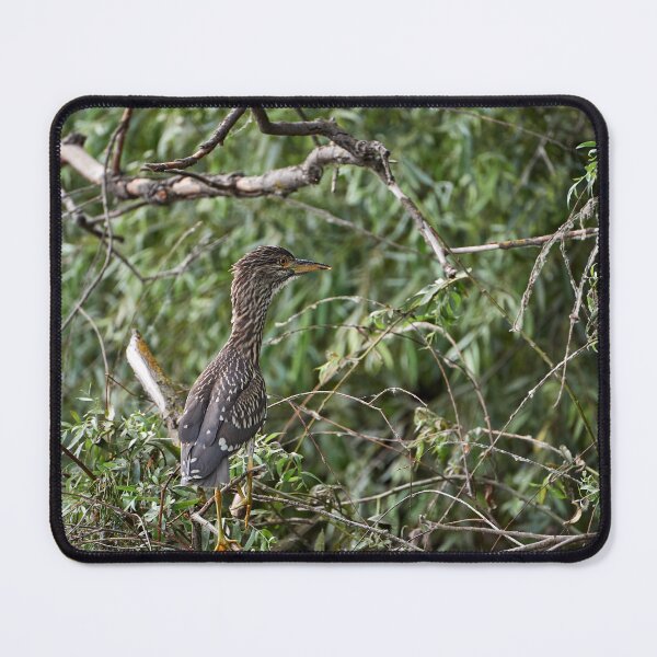 Item preview, Night heron (Nycticorax nycticorax) - young bird designed and sold by Andreas Koerner.