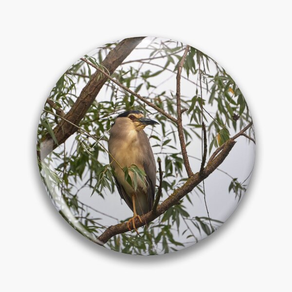 Item preview, Night heron (Nycticorax nycticorax) designed and sold by Andreas Koerner.