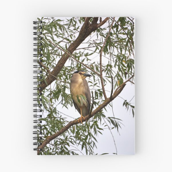 Item preview, Night heron (Nycticorax nycticorax) designed and sold by Andreas Koerner.