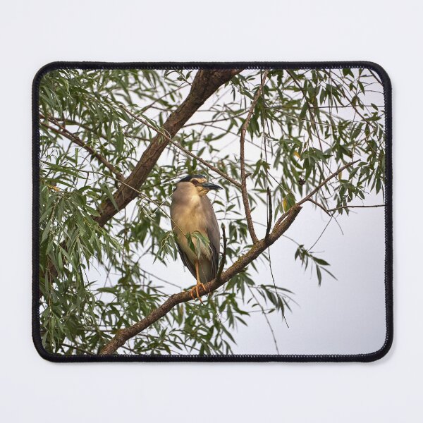 Item preview, Night heron (Nycticorax nycticorax) designed and sold by Andreas Koerner.