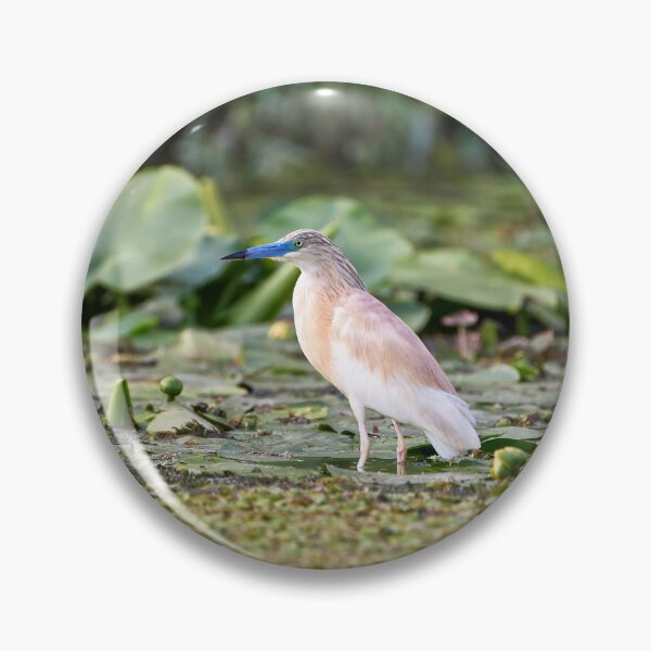 Item preview, Squacco heron (Ardeola ralloides) designed and sold by Andreas Koerner.